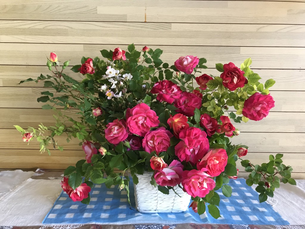 生花】ガーベラ(ポンポン咲き) キューピッド【ピンク/60cm/静岡県