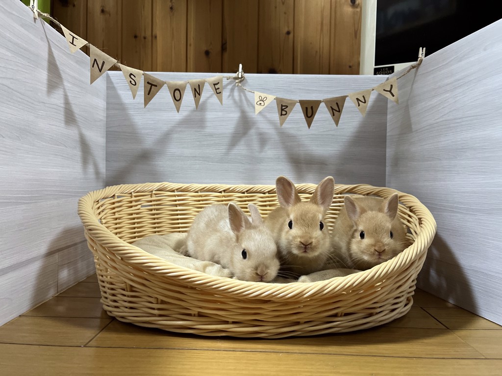 専門店用 ラビット プレミアムフード 850g