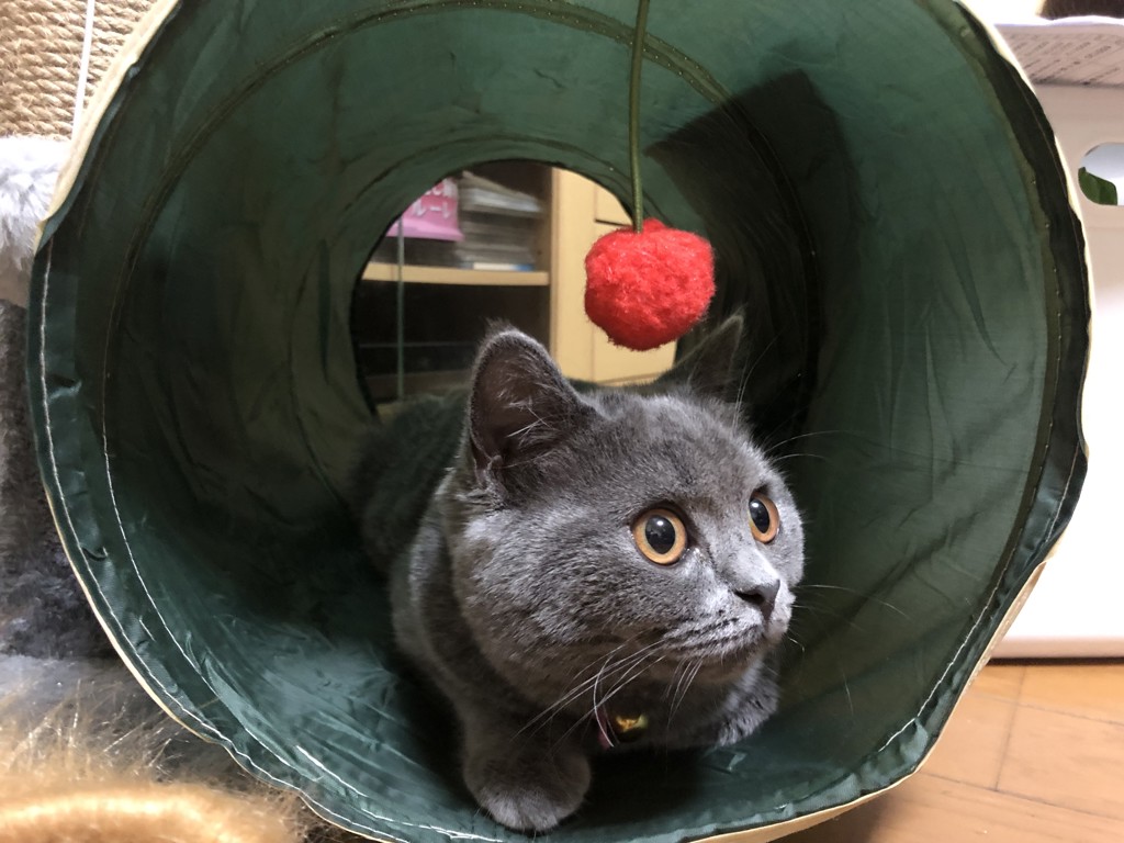 ポム