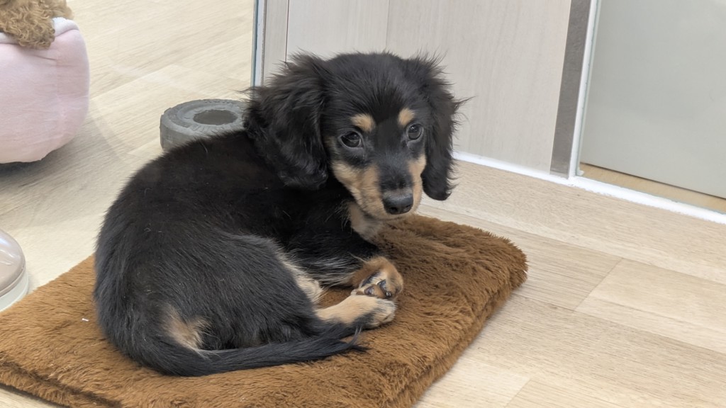 さすらいの旅人