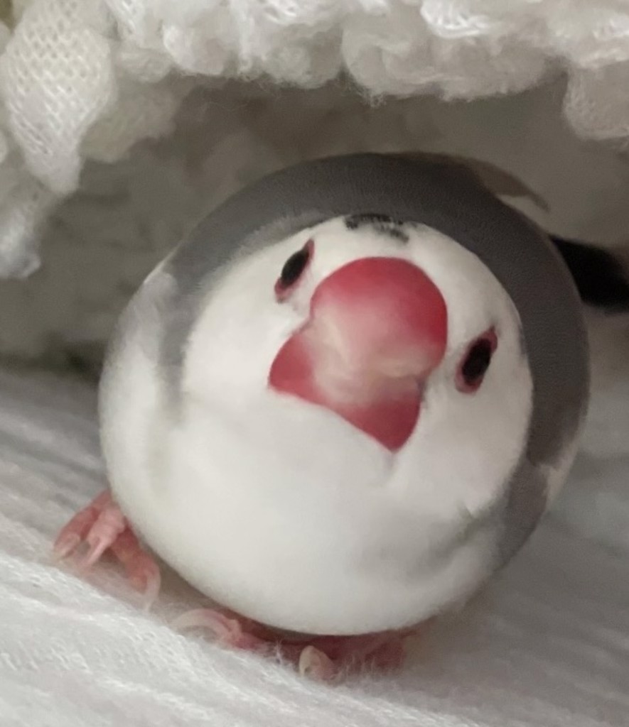 ごまめ