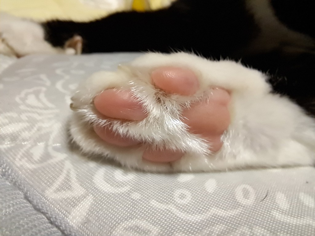 ぽやや～ん