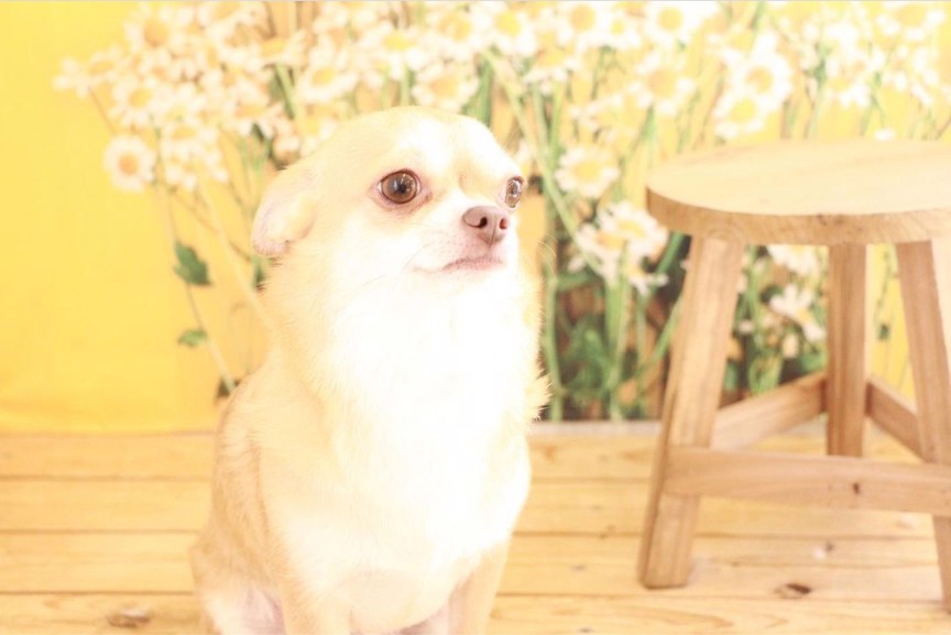 うさぽん