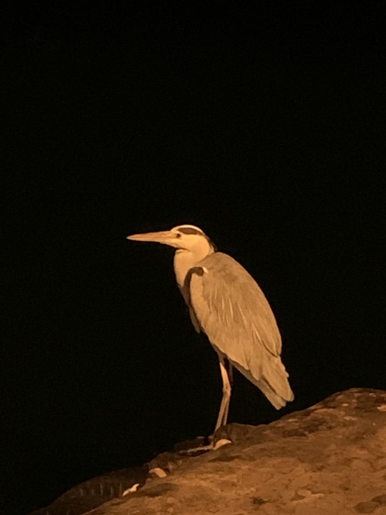 すもやん